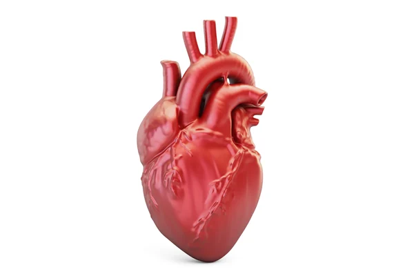 An anatomical model of a human heart isolated on a white background, used in cardiology.