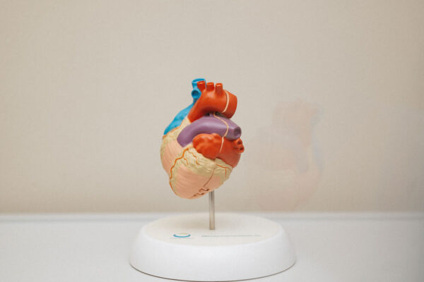 A detailed anatomical model of the human heart used in cardiology displayed on a stand against a neutral background.