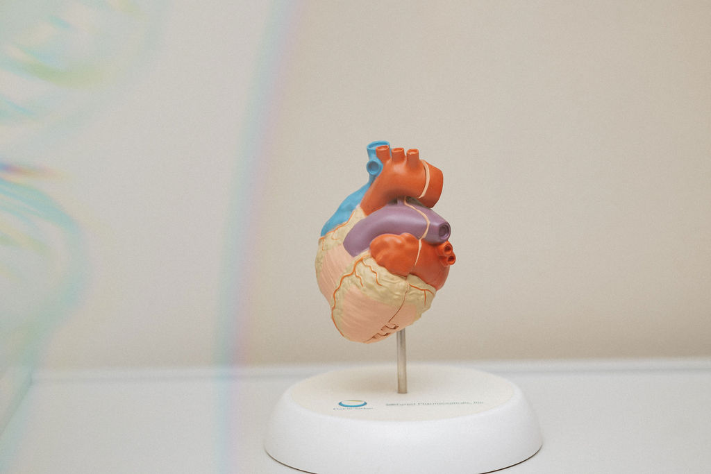 An anatomical model of a human heart displayed on a stand against a neutral background.