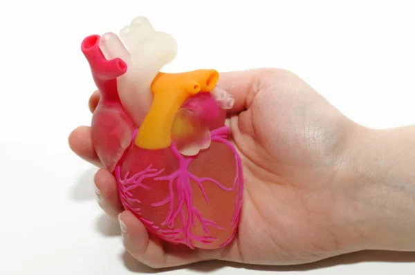 A heart doctor holding a transparent anatomical model of a human heart, demonstrating the internal structures and pathways.