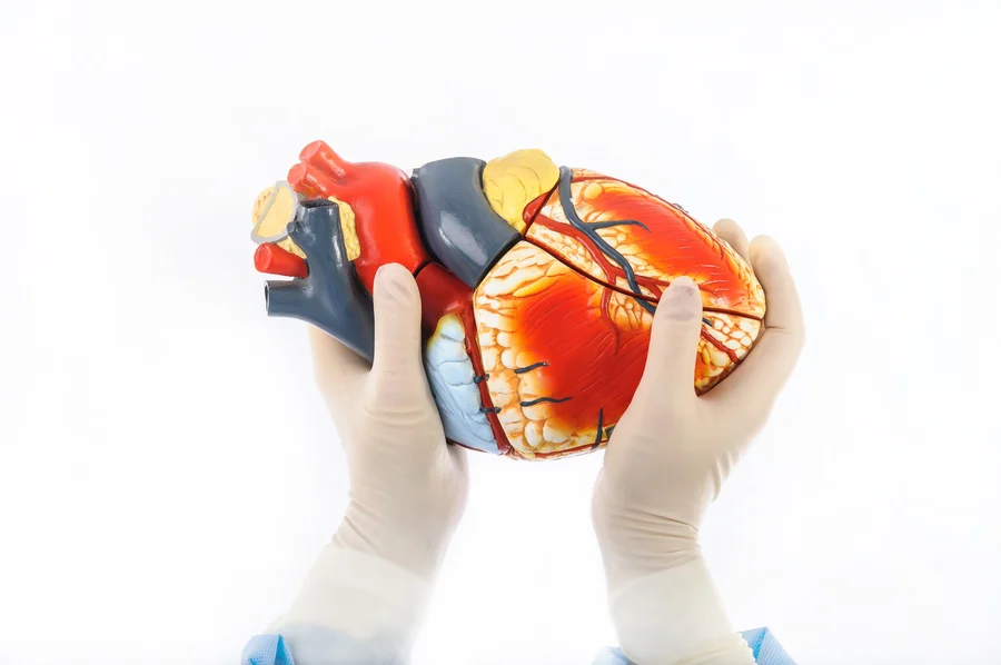 Hands in surgical gloves holding a model of a human heart, demonstrating the anatomy of the cardiac structure at the Cardiovascular Institute of the South.