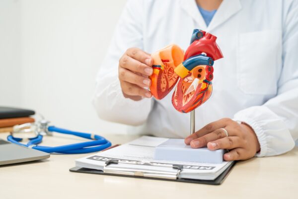 A doctor in a white coat holds and points to a model of a human heart on a desk with a stethoscope and medical records.